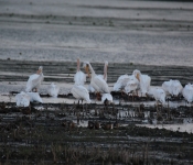 MNRiverPelicans 2014 09 055